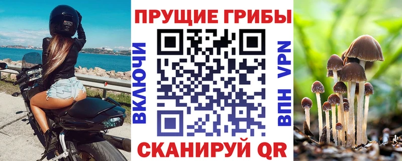 где продают   Архангельск  Галлюциногенные грибы Psilocybe 